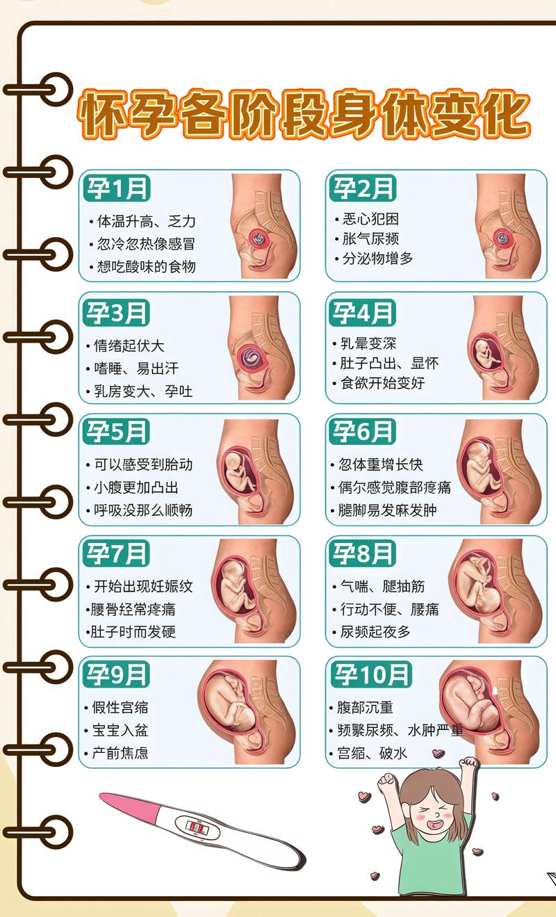 揭秘供卵代孕妈妈怀孕小腹分两节，孕期变化的奥秘潜江代生机构:
